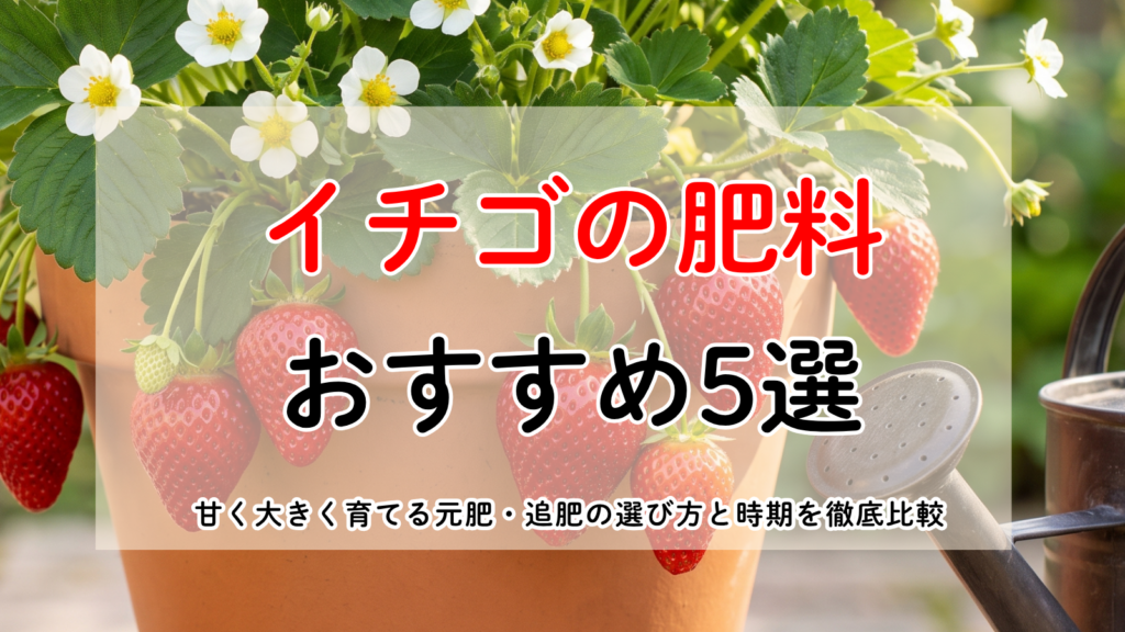 家庭菜園のプランターで甘く大きく育ったイチゴとおすすめの有機ペレット肥料