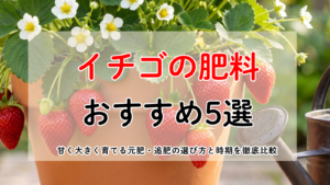家庭菜園のプランターで甘く大きく育ったイチゴとおすすめの有機ペレット肥料