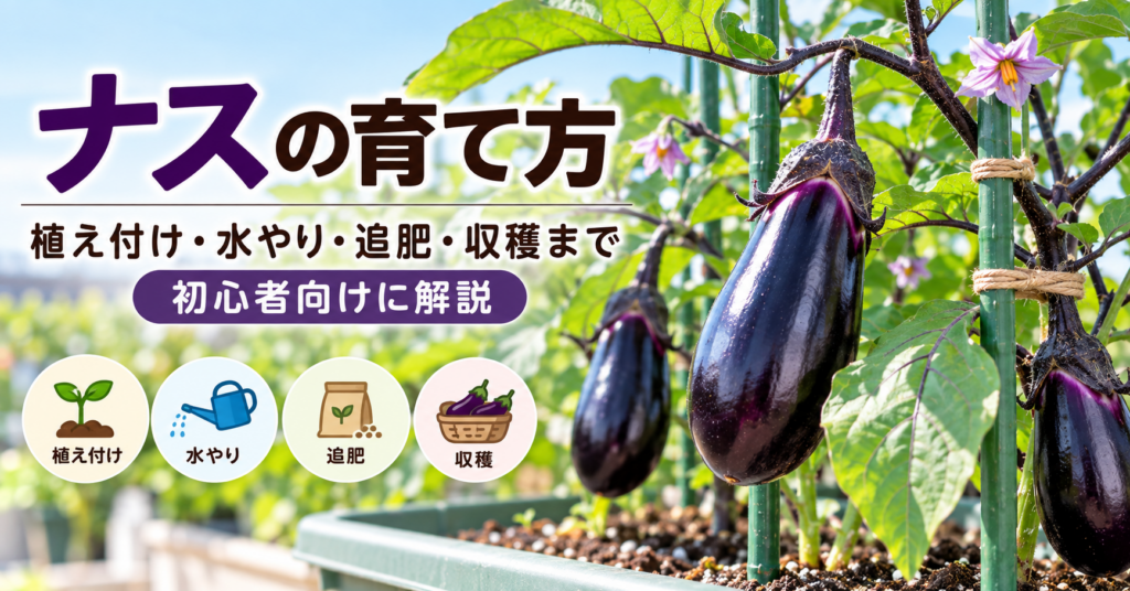 ナスの苗に実がなり、支柱で支えられている家庭菜園の様子。植え付け・水やり・追肥・収穫のポイントを紹介するイラスト付きアイキャッチ。