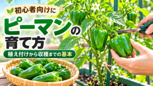 ピーマンの栽培と収穫の様子。実がついたピーマンの株と、収穫したピーマンを写した家庭菜園