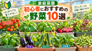 家庭菜園初心者におすすめの野菜10選を紹介する、ミニトマト・青シソ・バジル・ラディッシュ・ベビーリーフ・ピーマン・ナス・きゅうり・小松菜・枝豆のイラスト