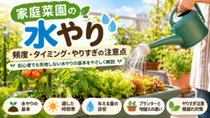 家庭菜園でプランターの野菜に水やりをしている様子