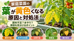 家庭菜園で葉が黄色くなった野菜と緑色の葉を比較した画像