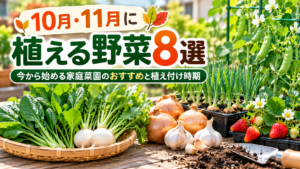 10月・11月に植える野菜8選を紹介する家庭菜園のイメージ画像。葉物野菜、タマネギ、ニンニク、イチゴ、エンドウなどの秋冬野菜が並んでいる。